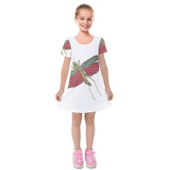 Grasshopper Insect Animal Isolated Kids  Short Sleeve Velvet Dress by Nexatart