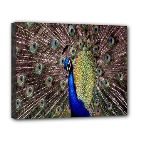 Multi Colored Peacock Deluxe Canvas 20  X 16   by Simbadda