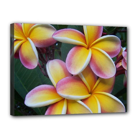 Premier Mix Flower Canvas 16  X 12  by alohaA