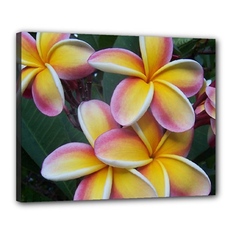 Premier Mix Flower Canvas 20  X 16  by alohaA