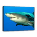 LEMON SHARK Canvas 16  x 12  View1