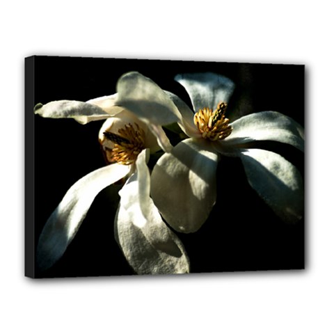 Two White Magnolia Flowers Canvas 16  X 12  by FunnyCow