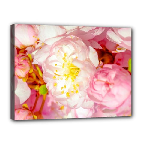 Pink Flowering Almond Flowers Canvas 16  X 12  by FunnyCow