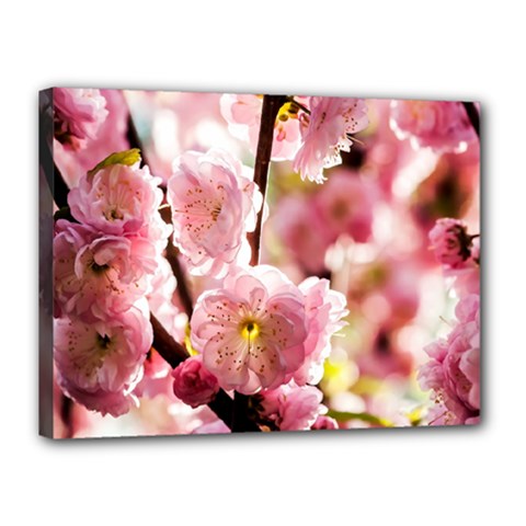 Blooming Almond At Sunset Canvas 16  X 12  by FunnyCow