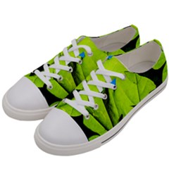 Window Of Opportunity Women s Low Top Canvas Sneakers by FunnyCow