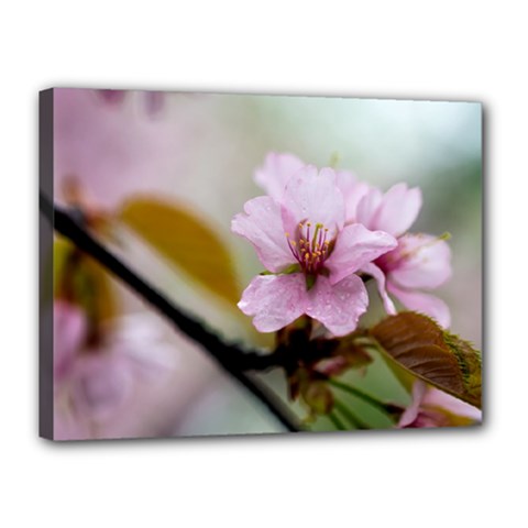 Soft Rains Of Spring Canvas 16  X 12  (stretched) by FunnyCow