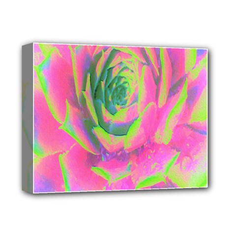 Lime Green And Pink Succulent Sedum Rosette Deluxe Canvas 14  X 11  (stretched) by myrubiogarden