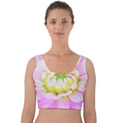 Pretty Pink, White And Yellow Cactus Dahlia Macro Velvet Crop Top by myrubiogarden