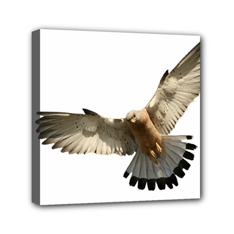 Eagle Mini Canvas 6  X 6  (stretched) by Sudhe