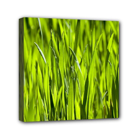 Agricultural Field   Mini Canvas 6  X 6  (stretched) by rsooll