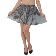 Big Tree Photo Illustration Velvet Skater Skirt by dflcprintsclothing