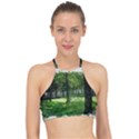 Beeches Trees Tree Lawn Forest Nature Racer Front Bikini Top View1