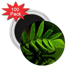 Leaf 2 25  Button Magnet (100 Pack) by Siebenhuehner