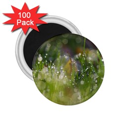 Drops 2 25  Button Magnet (100 Pack) by Siebenhuehner