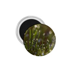 Waterdrops 1 75  Button Magnet by Siebenhuehner