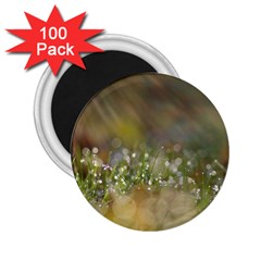 Sundrops 2 25  Button Magnet (100 Pack) by Siebenhuehner