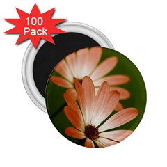 Osterspermum 2 25  Button Magnet (100 Pack) by Siebenhuehner