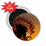 Dandelion 2.25  Button Magnet (10 pack) Front