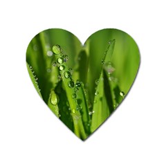 Grass Drops Magnet (heart) by Siebenhuehner