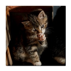 Talk To The Paw Tile Coasters by trendistuff