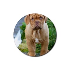 Cute Wrinkly Puppy Rubber Round Coaster (4 Pack)  by trendistuff