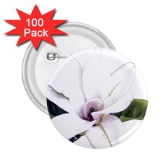 White Magnolia Pencil Drawing Art 2 25  Buttons (100 Pack)  by picsaspassion