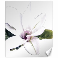 White Magnolia Pencil Drawing Art Canvas 20  X 24   by picsaspassion