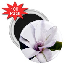 Magnolia Wit Aquarel Painting Art 2 25  Magnets (100 Pack)  by picsaspassion