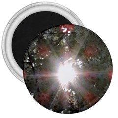 Sun Rays Through White Cherry Blossoms 3  Magnets by picsaspassion