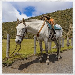 White Horse Tied Up At Cotopaxi National Park Ecuador Canvas 12  X 12   by dflcprints