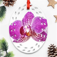 Lilac Phalaenopsis Aquarel  Watercolor Art Painting Ornament (oval Filigree) by picsaspassion