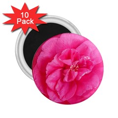 Pink Flower Japanese Tea Rose Floral Design 2 25  Magnets (10 Pack)  by yoursparklingshop