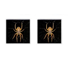 Insect Macro Spider Colombia Cufflinks (square) by BangZart