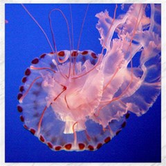 Purple Jellyfish Canvas 12  X 12   by trendistuff