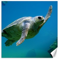 Sea Turtle 2 Canvas 12  X 12   by trendistuff