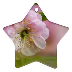 Single Almond Flower Ornament (star) by FunnyCow