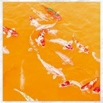 Koi Carp Scape Canvas 20  x 20  19 x19.27  Canvas - 1
