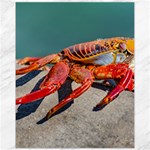 Colored Crab, Galapagos Island, Ecuador Canvas 11  x 14  10.95 x13.48  Canvas - 1