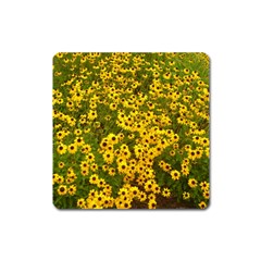 Daisy May Square Magnet by LW323