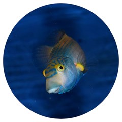 Fish Blue Animal Water Nature Round Trivet by Amaryn4rt