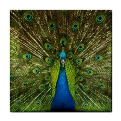 Peacock Feathers Bird Plumage Tile Coaster by Perong