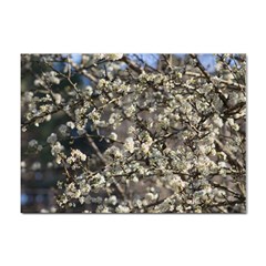 Pear Tree In Full Bloom Sticker A4 (10 Pack) by ExtraAwesomeSauce